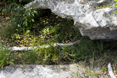 Senecio rhyncholaenus