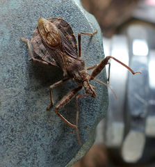 Acholla multispinosa