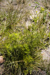 Senecio rhyncholaenus