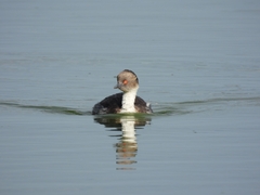Podiceps occipitalis