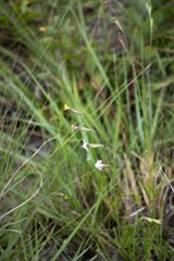 Silene burchellii