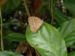 Mycalesis perseoides
