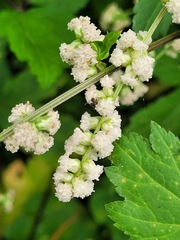 Artemisia lactiflora