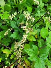 Artemisia lactiflora