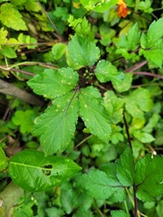 Artemisia lactiflora