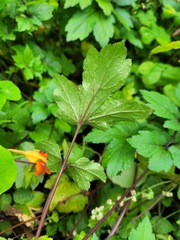 Artemisia lactiflora