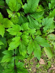 Artemisia lactiflora