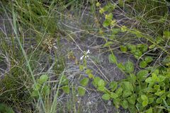 Stachys nigricans