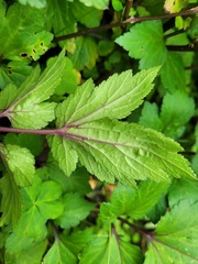 Artemisia lactiflora