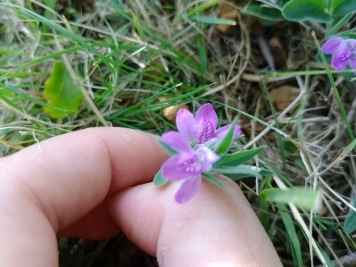 Image of Justicia axillaris by (c) Dinorath Echandía Moreira, some rights reserved (CC BY)