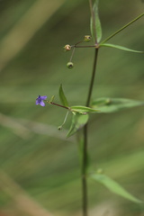 Oldenlandia rosulata