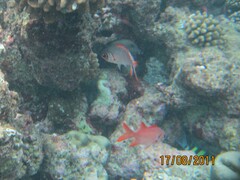 Myripristis violacea