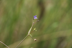 Oldenlandia rosulata