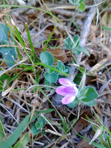 Image of Justicia axillaris by (c) Dinorath Echandía Moreira, some rights reserved (CC BY)