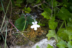 Streptocarpus
