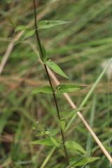Oldenlandia rosulata