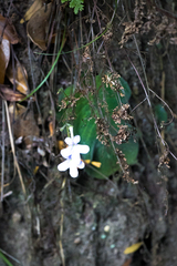 Streptocarpus