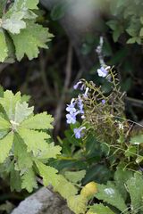 Streptocarpus trabeculatus