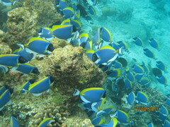 Acanthurus leucosternon