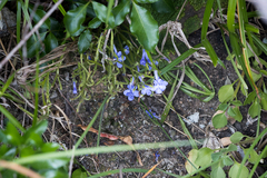 Streptocarpus trabeculatus