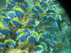 Acanthurus leucosternon