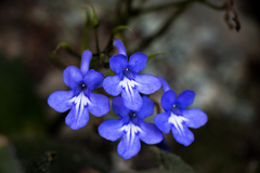 Streptocarpus trabeculatus