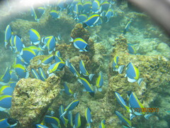 Acanthurus leucosternon