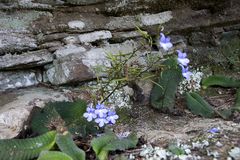 Streptocarpus trabeculatus