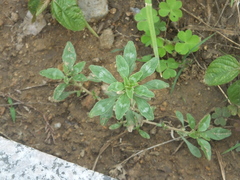 Amaranthus polygonoides