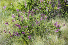 Syncolostemon rotundifolius