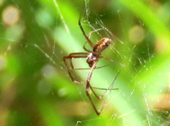 Trichonephila fenestrata