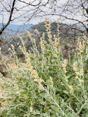 Anthyllis cytisoides