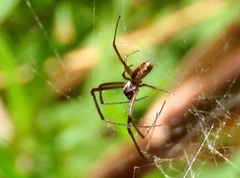Trichonephila fenestrata