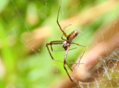 Trichonephila fenestrata