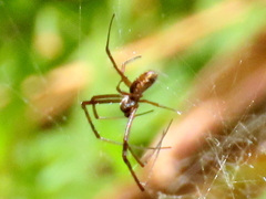 Trichonephila fenestrata