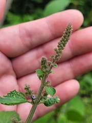 Salvia plebeia