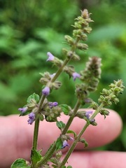 Salvia plebeia
