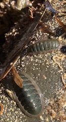 Ischnochiton australis