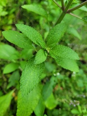 Salvia plebeia