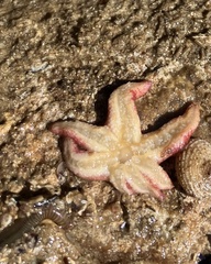 Allostichaster polyplax