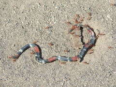 Micrurus pyrrhocryptus