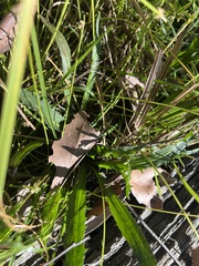 Eryngium vesiculosum