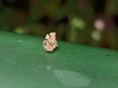 Ricania speculum