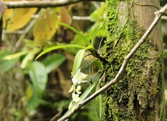 Rodriguezia bracteata