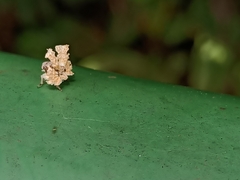 Ricania speculum