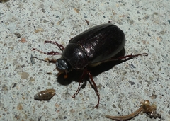 Phyllophaga