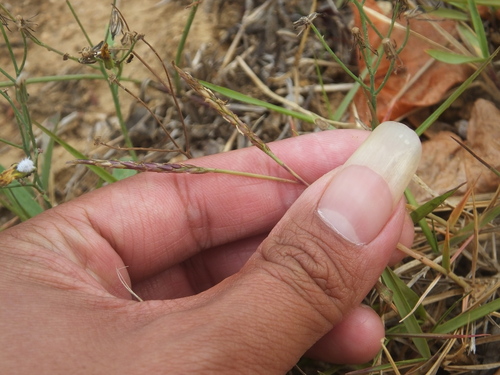 Zoysia sinica iNat (2)