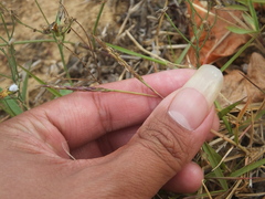 Zoysia