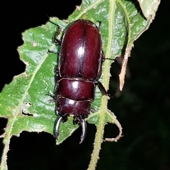 Prosopocoilus torresensis