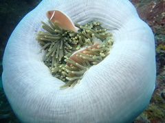 Amphiprion perideraion